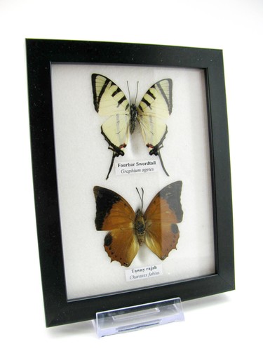 Vrais beaux papillons - 2,