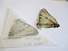 Entomologie Morphinae Morpho