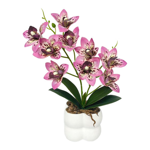 Orchidée cymbidium rose - cymbidium,