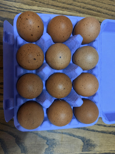 Black copper marans fertile - marans,
