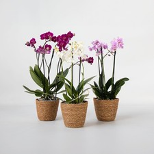 Orchidée - x3 - Phalaenopsis Multiflora dans panier - Hauteur 35-45cm - ⌀12cm