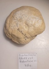 COLLECTION GRAND BIVALVE