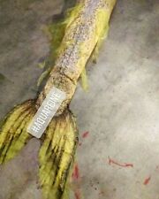 costume de sirene femme couleur or et pailletée multicolore , taille 38 -44