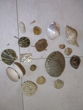 2- Lot de coquillages divers