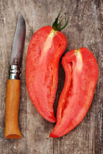 6 graines de TOMATE CORNUE DES