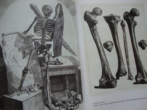 Anatomie humaine rifkin - humaine,
