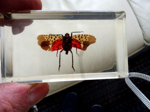 Papillon rare sous cadre - papillon,