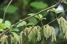 MOUNTAIN YAM - FIVELEAF YAM -