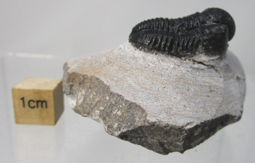 Nice devonian fossil - nice,