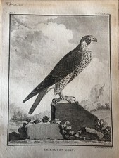 Fauconnerie, Ornithologie 1780