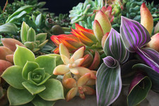 🌿 Mix Succulentes Unique
