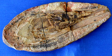 Tête des saurichthys poisson  SA1BT TRIAS Madagascar NW Triassic fossil fish