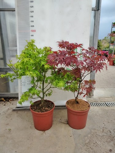 Plante acer palmatum acier - acer,