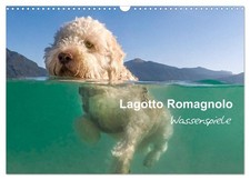 Lagotto Romagnolo - Wasserspiele (Calendrier mural 2026 DIN A3 horizontal), CALV