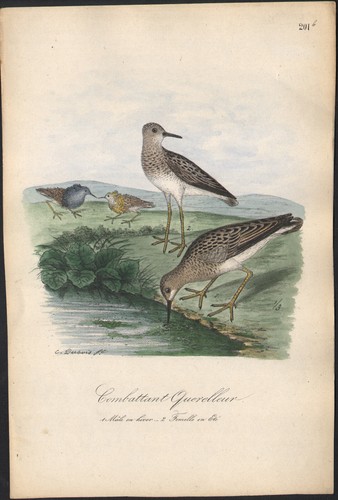 1860 lithographie aquarellée - lithographie,