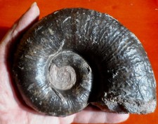 AMMONITE JURASSIQUE DU RHÔNE , LITOCERAS
