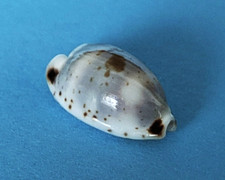 Cypraea hirundo rouxi 13,6 mm
