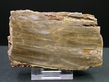 BOIS FOSSILE (SILICIFIÉ