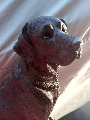 Chocolate brown labrador - chocolate,