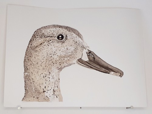 Canard chipeau aquarelle - canard,