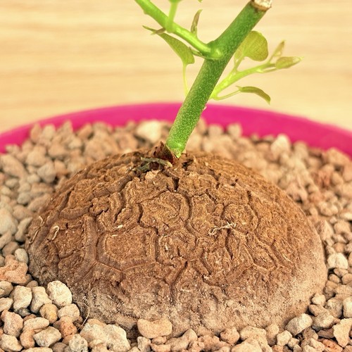 Dioscorea éléphantipes pot - éléphantipes,,