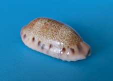 Cypraea caurica caurica 40,6