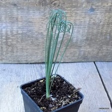 D6339 albuca spiralis - d6339,