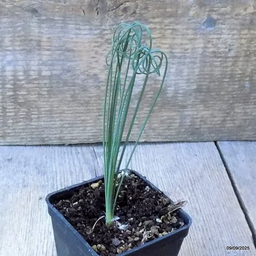 D6339 albuca spiralis - d6339,