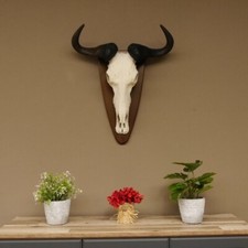Gnu Gnous Trophée Du Crâne Largeur 58 CM Afrique Crâne Trophée Taxidermy
