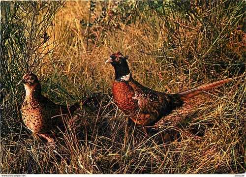 Carte postale animaux - -,