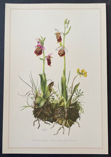 Botanique orphys frelon - orphys,