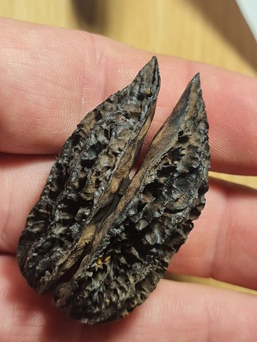 Noix fossile juglans - noix,
