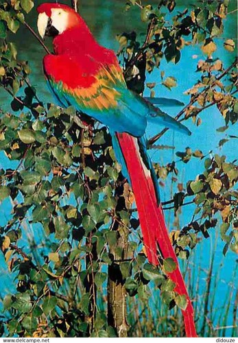 Carte postale animaux - carte,