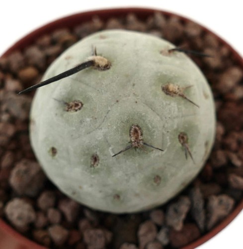 Tephrocactus geometricus one - tephrocactus,