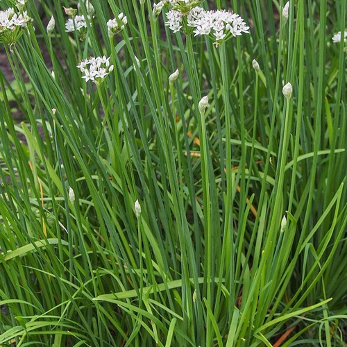 Graines ciboule de - 50,