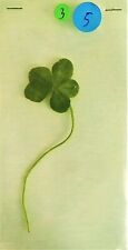 Trèfle à 5 feuilles