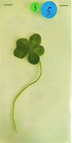 Trèfle feuilles - trèfle, 5