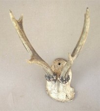 Massacre trophée 5 CORS BOIS taxidermie déco cabane de chasse chasseur