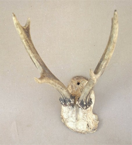 Massacre trophée cors - trophée, bois