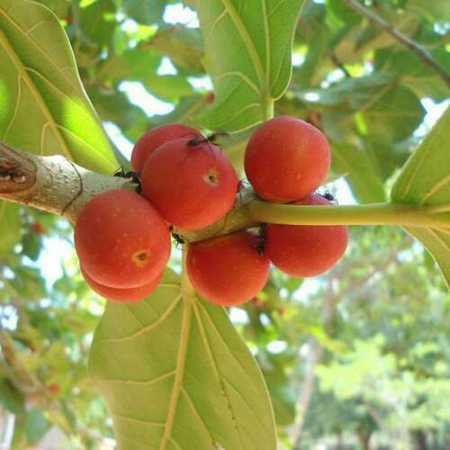 Banyan fig ficus - -,