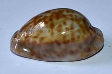 COQUILLAGES - CYPRAEA TRONA STECORARIA  NAINE - 33.80mm