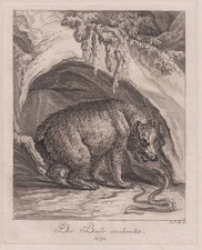 Ours Et Serpent Gravure En Cuivre Augsburg J. E. Ridinger 1738