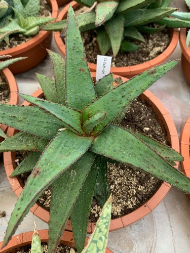 Aloe gasteria hybride - x,