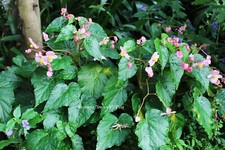 Begonia X  Smooch rustique 1 plant