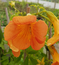 Campsis grandiflora / Bignone