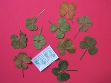  un VRAI TRÈFLE à 5 FEUILLES