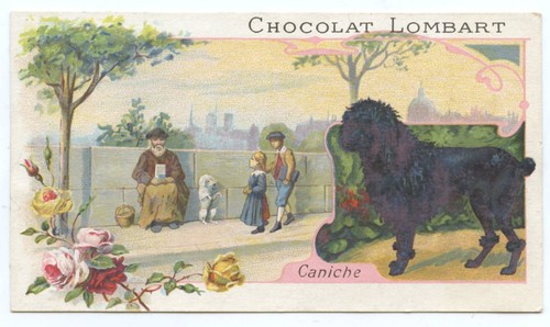 Chocolat lombart chien - chocolat, lombart.