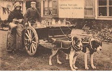 Laitière Flamande - Vlaamsche melkboerin - Attelage de chiens