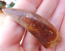 Carcharodontosaurus Dent 5.6