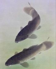 Rika Nagata « Swimming Carp » rouleau suspendu japonais kakejiku utilisé